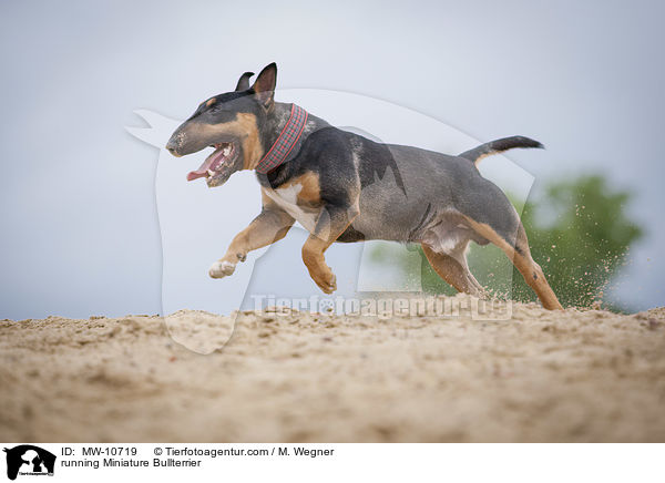 running Miniature Bullterrier / MW-10719