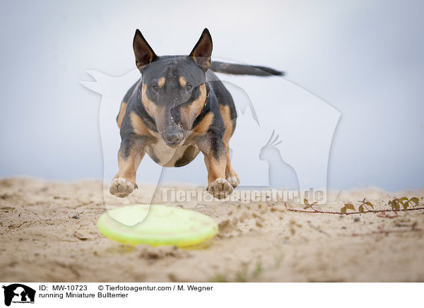 running Miniature Bullterrier / MW-10723