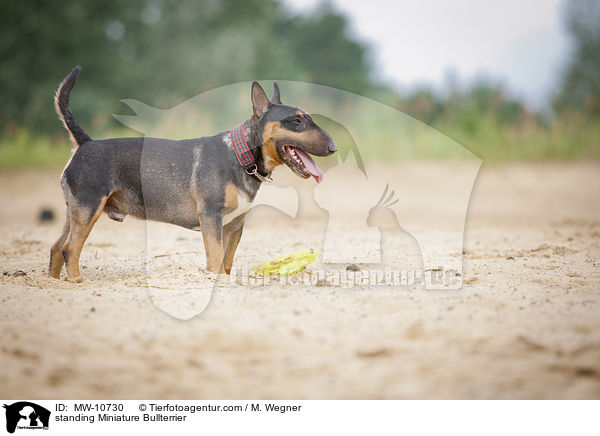 stehender Miniatur Bullterrier / standing Miniature Bullterrier / MW-10730