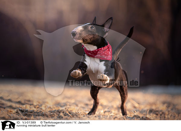 rennender Miniatur Bullterrier / running miniature bull terrier / VJ-01389