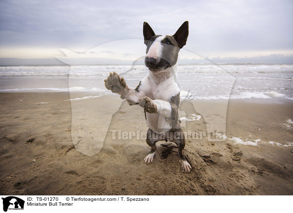 Miniatur Bullterrier / Miniature Bull Terrier / TS-01270