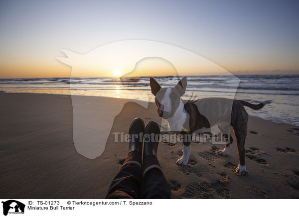 Miniature Bull Terrier / TS-01273