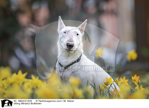 sitzender Miniatur Bullterrier / sitting Miniatur Bullterrier / MAH-01205