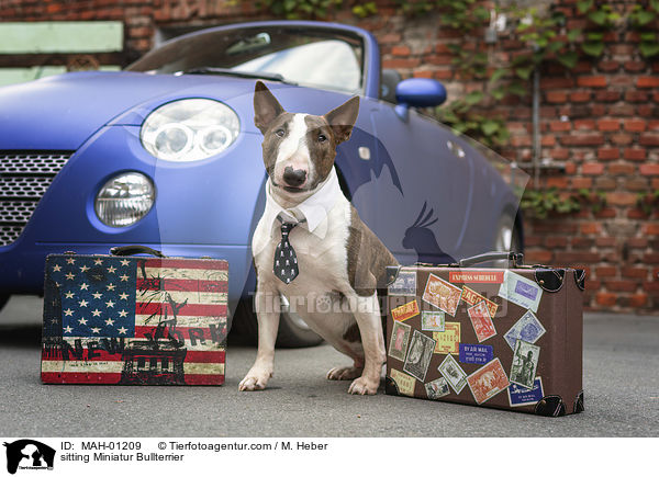 sitzender Miniatur Bullterrier / sitting Miniatur Bullterrier / MAH-01209