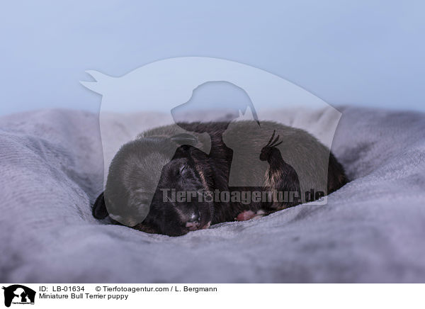 Miniature Bull Terrier puppy / LB-01634