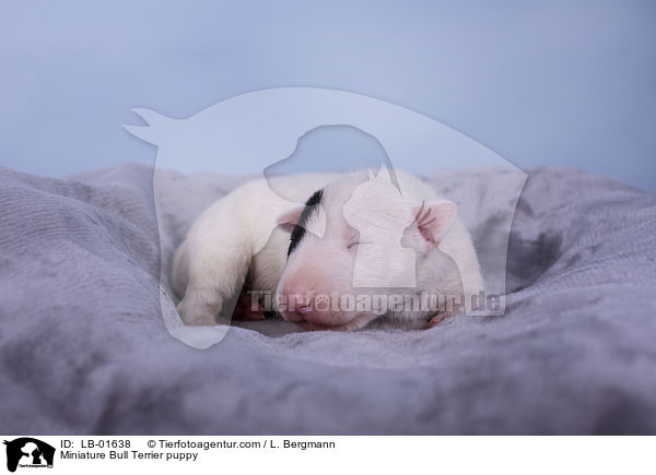 Miniatur Bullterrier Welpe / Miniature Bull Terrier puppy / LB-01638