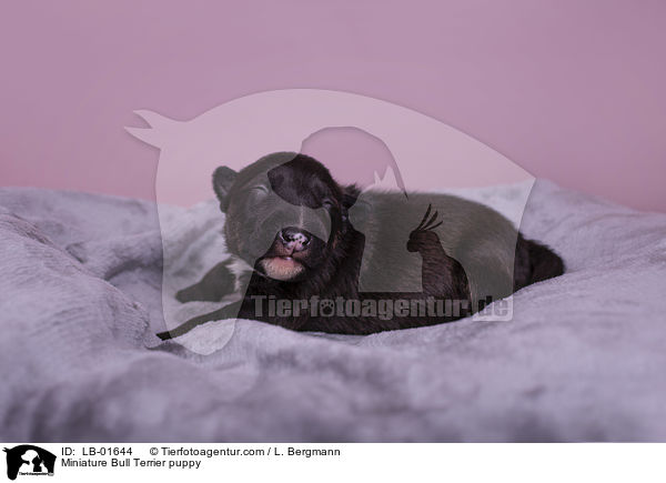 Miniature Bull Terrier puppy / LB-01644