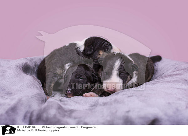Miniatur Bullterrier Welpen / Miniature Bull Terrier puppies / LB-01646