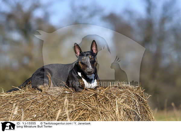 lying Miniature Bull Terrier / YJ-15555