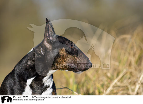 Miniatur Bullterrier Portrait / Miniature Bull Terrier portrait / YJ-15575