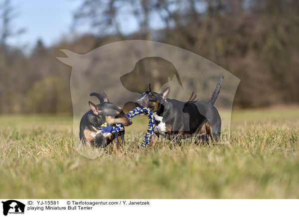 spielende Miniatur Bullterrier / playing Miniature Bull Terrier / YJ-15581