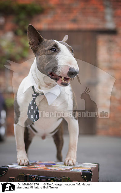 stehender Miniatur Bullterrier / standing Miniature Bull Terrier / MAH-01376
