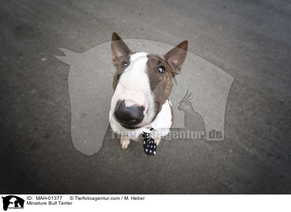 Miniatur Bullterrier / Miniature Bull Terrier / MAH-01377