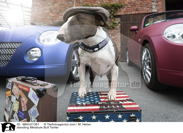 stehender Miniatur Bullterrier / standing Miniature Bull Terrier / MAH-01381