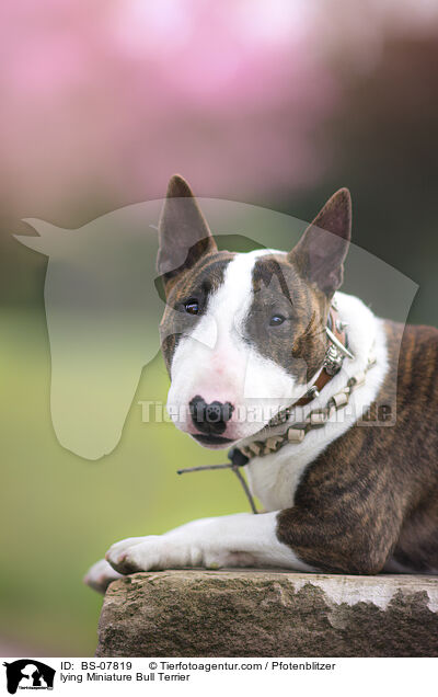 lying Miniature Bull Terrier / BS-07819