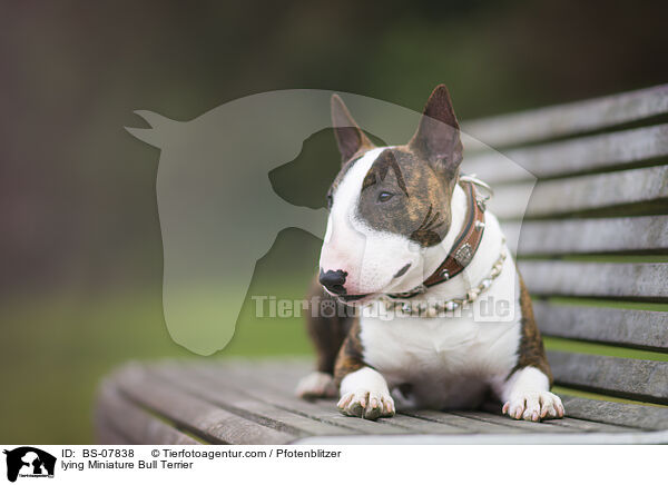 lying Miniature Bull Terrier / BS-07838
