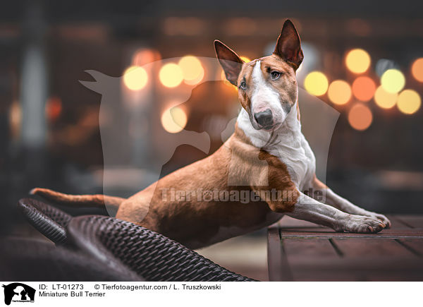 Miniature Bull Terrier / LT-01273
