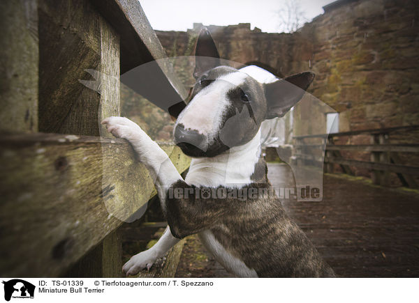 Miniatur Bullterrier / Miniature Bull Terrier / TS-01339