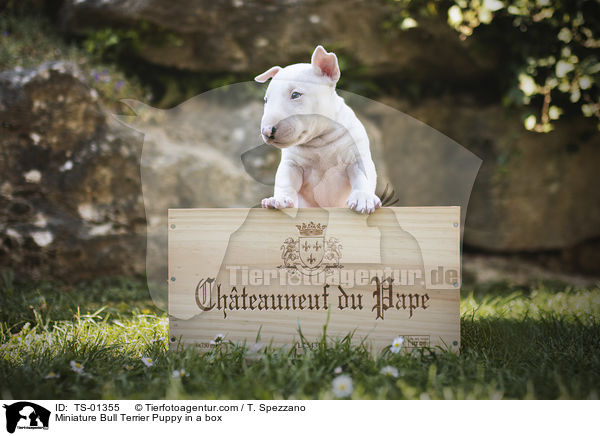 Miniatur Bullterrier Welpe in einer Kiste / Miniature Bull Terrier Puppy in a box / TS-01355