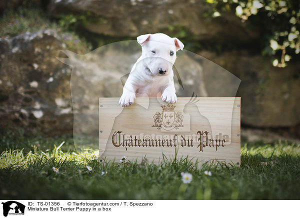Miniature Bull Terrier Puppy in a box / TS-01356