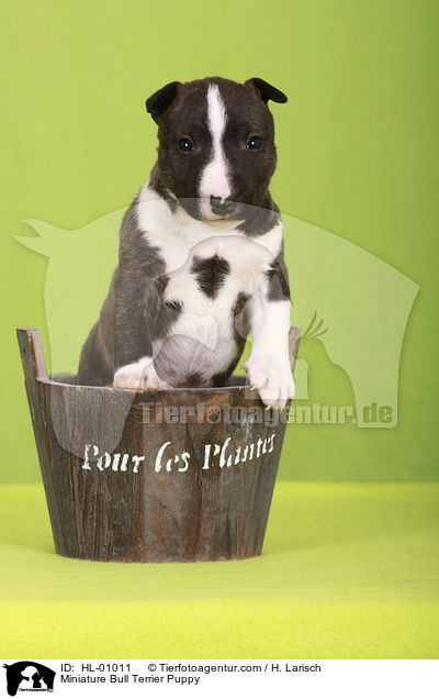 Miniatur Bullterrier Welpe / Miniature Bull Terrier Puppy / HL-01011