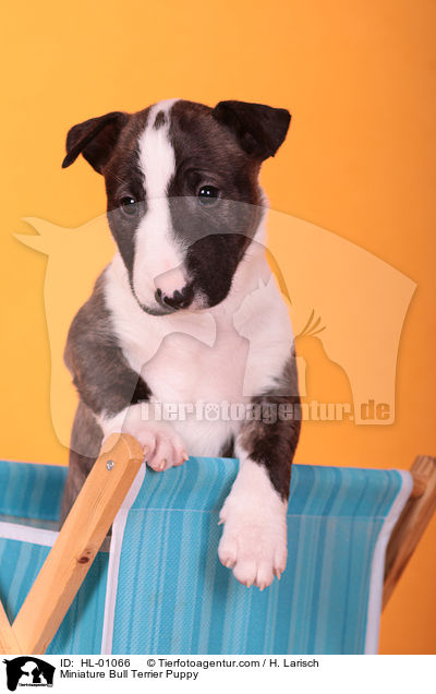 Miniatur Bullterrier Welpe / Miniature Bull Terrier Puppy / HL-01066