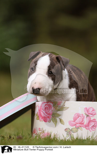 Miniatur Bullterrier Welpe Portrait / Miniature Bull Terrier Puppy Portrait / HL-01120