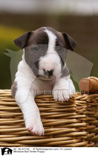 Miniature Bull Terrier Puppy / HL-01133