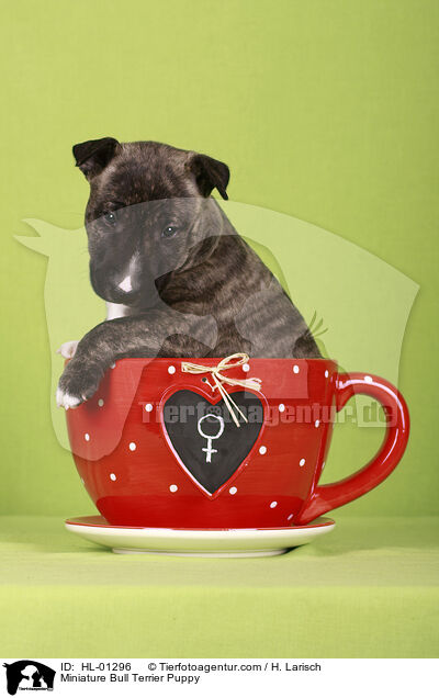 Miniature Bull Terrier Puppy / HL-01296