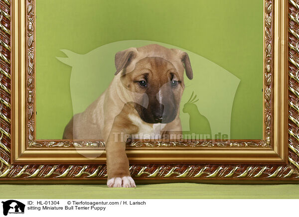 sitting Miniature Bull Terrier Puppy / HL-01304
