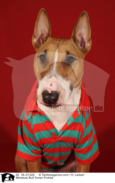 Miniatur Bullterrier Portrait / Miniature Bull Terrier Portrait / HL-01328