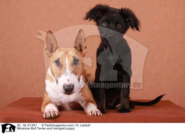 Miniature Bull Terrier and mongrel puppy / HL-01351