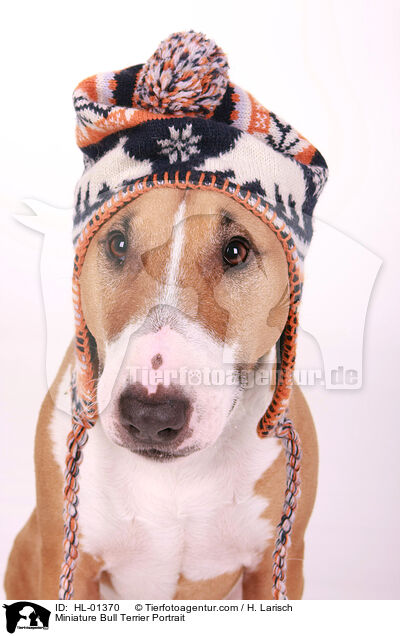 Miniatur Bullterrier Portrait / Miniature Bull Terrier Portrait / HL-01370