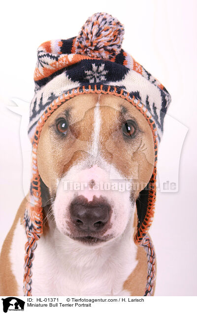 Miniatur Bullterrier Portrait / Miniature Bull Terrier Portrait / HL-01371
