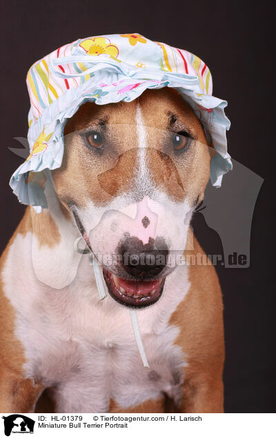 Miniatur Bullterrier Portrait / Miniature Bull Terrier Portrait / HL-01379