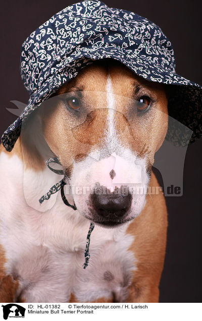 Miniatur Bullterrier Portrait / Miniature Bull Terrier Portrait / HL-01382