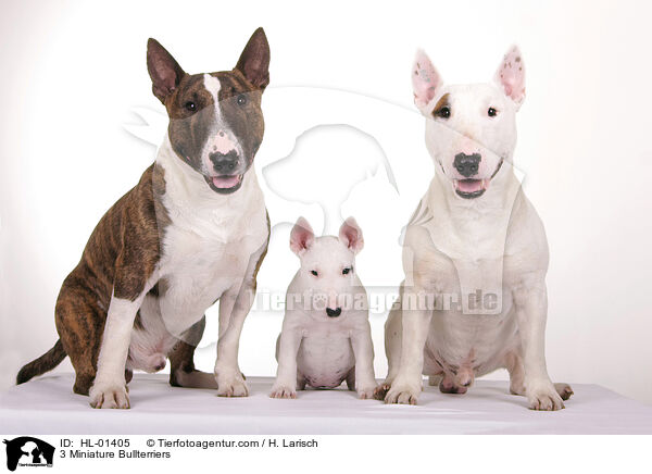 3 Miniature Bullterriers / HL-01405