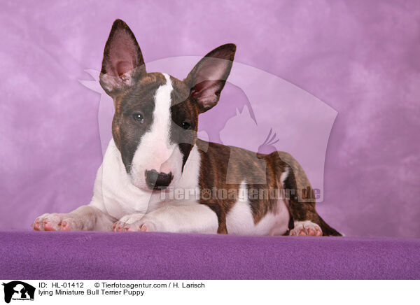 lying Miniature Bull Terrier Puppy / HL-01412