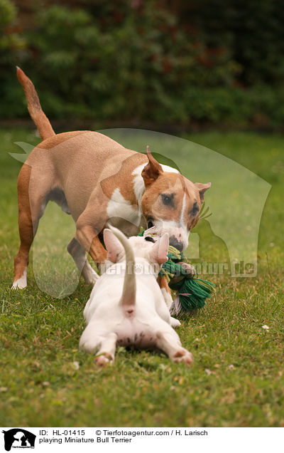 spielende Miniatur Bullterrier / playing Miniature Bull Terrier / HL-01415