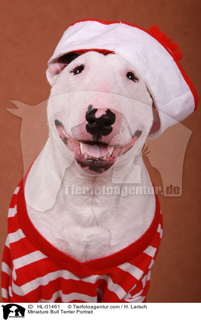 Miniatur Bullterrier Portrait / Miniature Bull Terrier Portrait / HL-01461