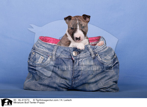 Miniatur Bullterrier Welpe / Miniature Bull Terrier Puppy / HL-01473