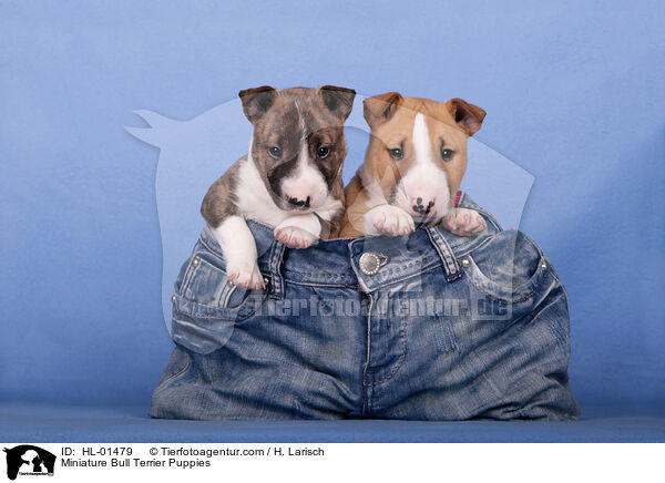 Miniature Bull Terrier Puppies / HL-01479