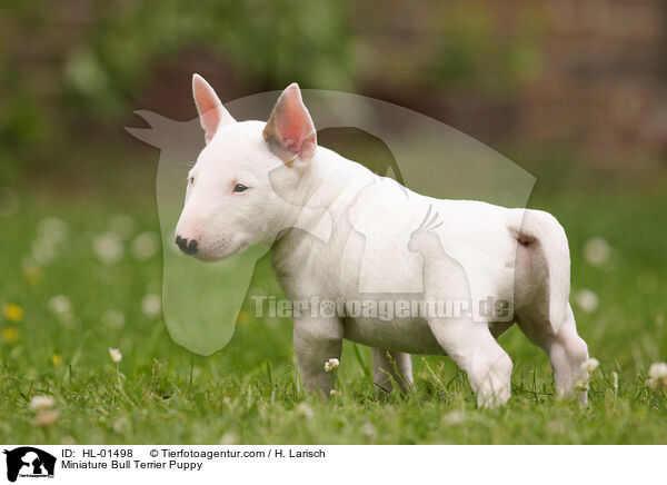 Miniature Bull Terrier Puppy / HL-01498