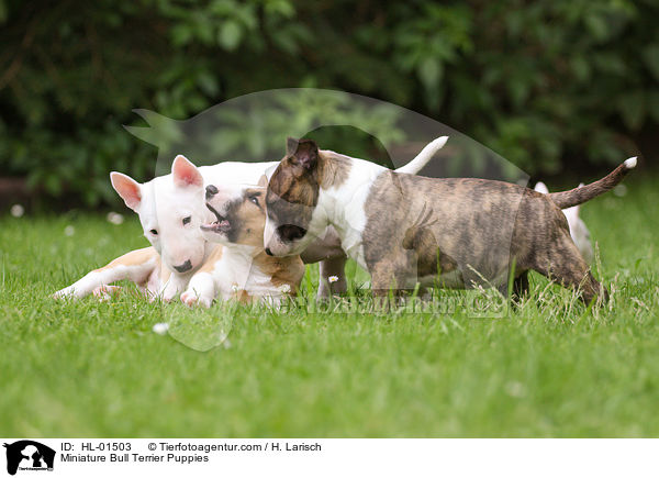Miniature Bull Terrier Puppies / HL-01503