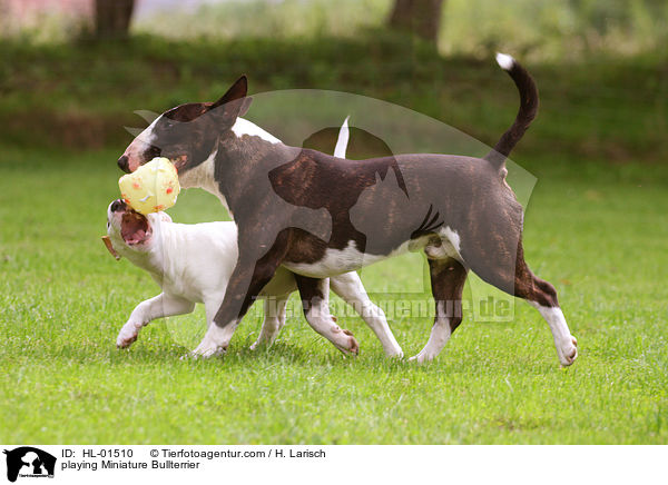 playing Miniature Bullterrier / HL-01510