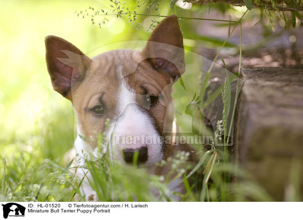 Miniatur Bullterrier Welpe Portrait / Miniature Bull Terrier Puppy Portrait / HL-01520