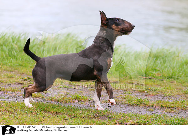 walking female Miniature Bullterrier / HL-01525