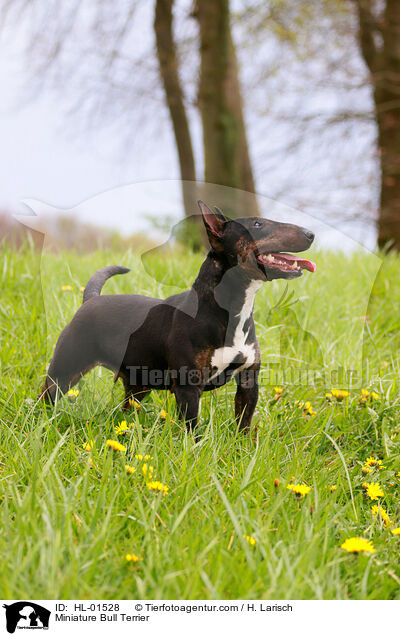 Miniature Bull Terrier / HL-01528