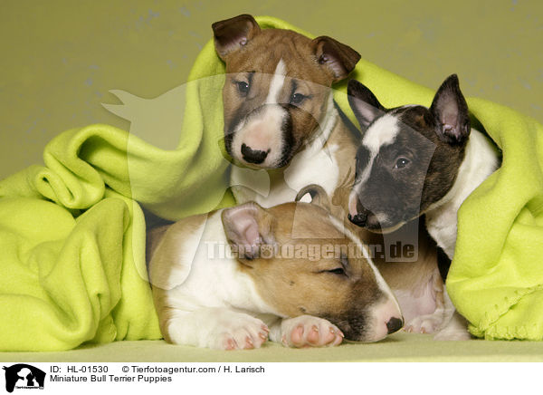 Miniature Bull Terrier Puppies / HL-01530