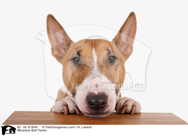 Miniatur Bullterrier / Miniature Bull Terrier / HL-01604